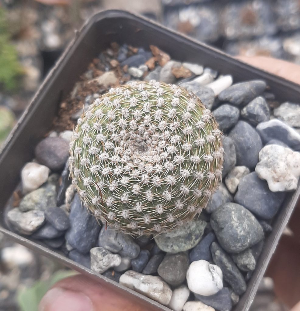 Rebutia Krainziana