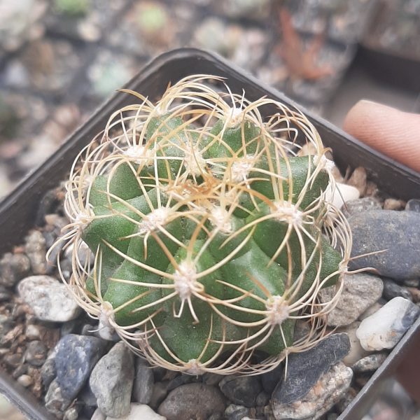 Matucana Krahnii