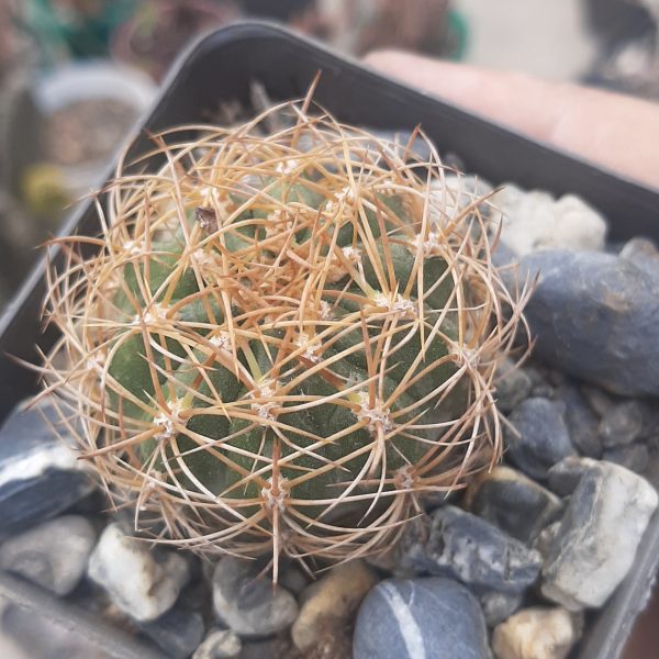 Matucana Sp.