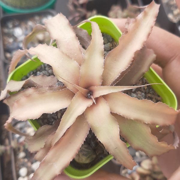 Cryptanthus Acaulis
