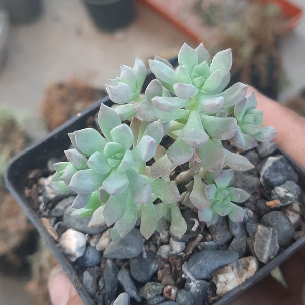 Echeveria Querencia