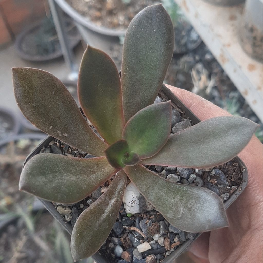 Echeveria Racemosa