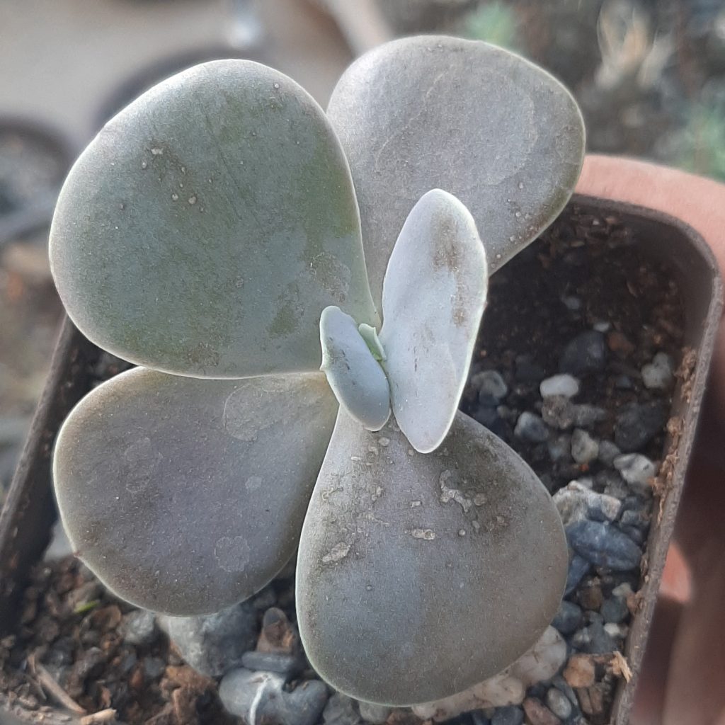 Echeveria Gibbiflora Metallica