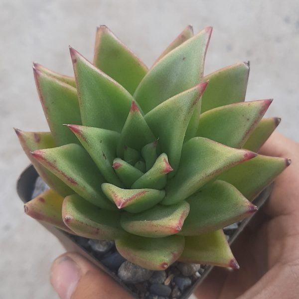 Echeveria Agavoides Ebony