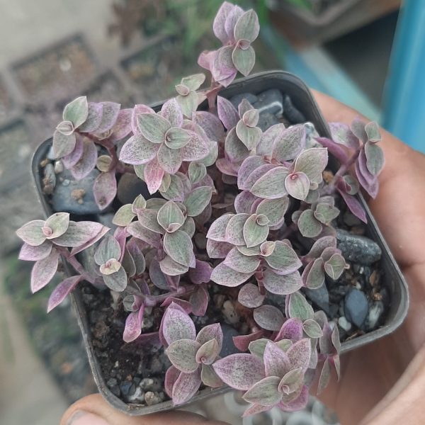Callisia Repens Pink Lady