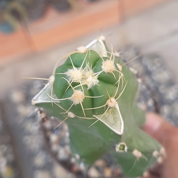Gymnocalycium Horstii (Injertado)