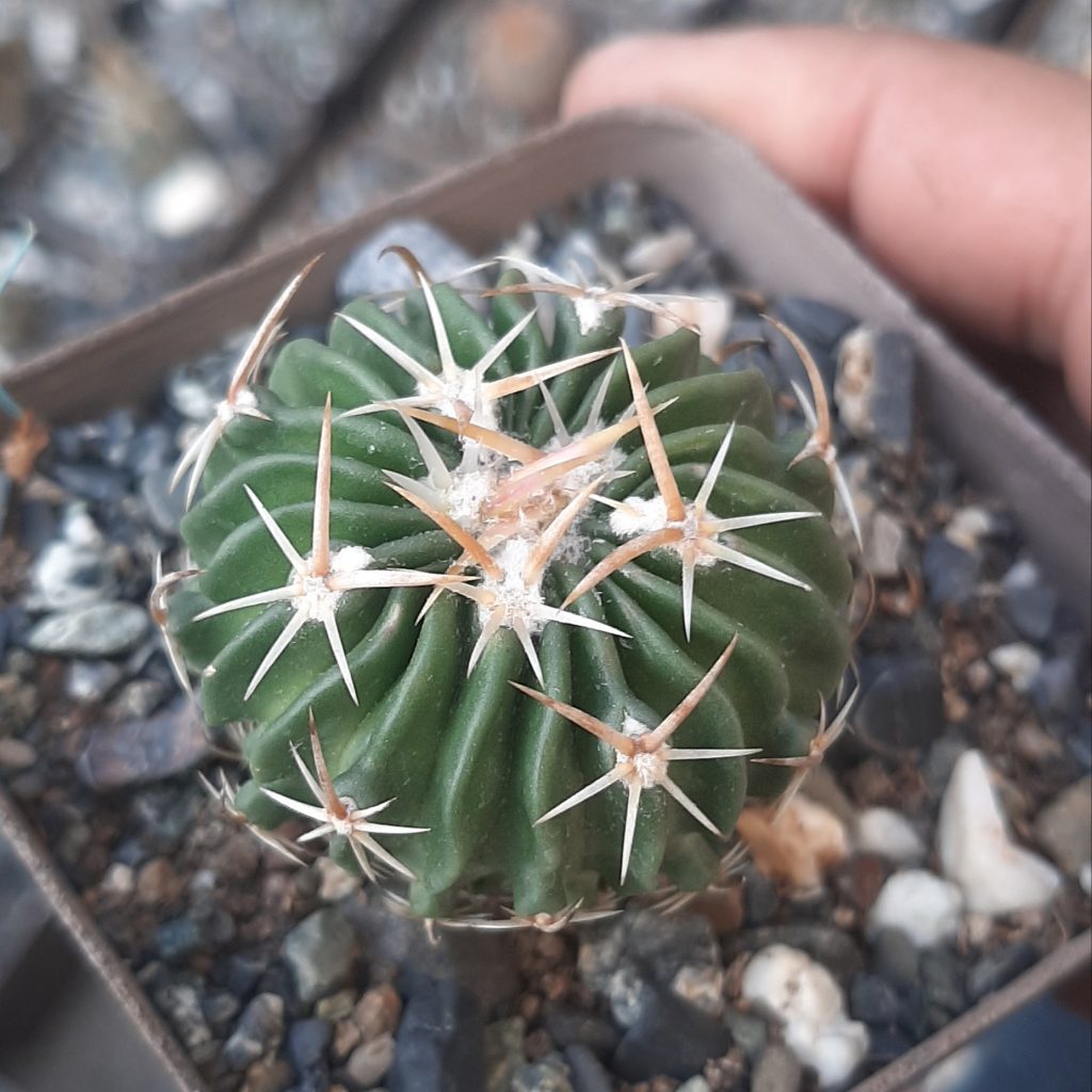 Stenocactus Crispatus