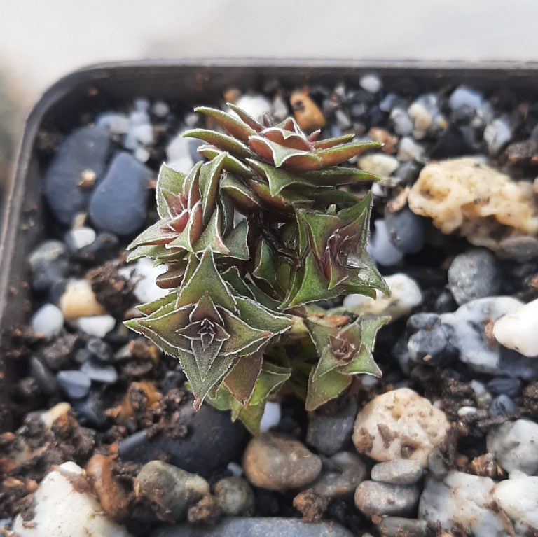Crassula Capitella Thyrsiflora