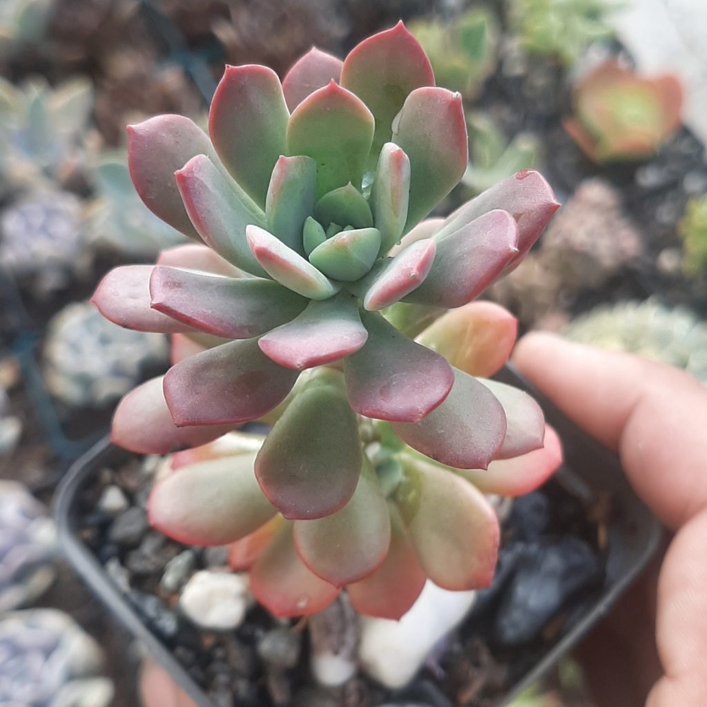Echeveria Minibelle