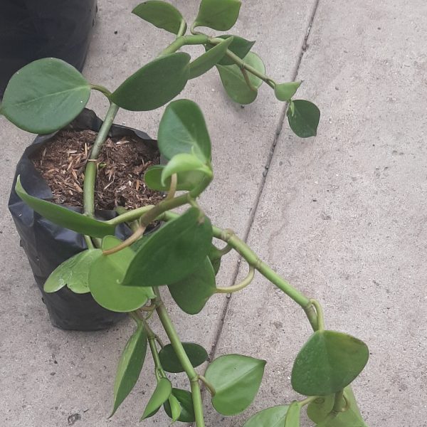 Peperomia Obtusifolia