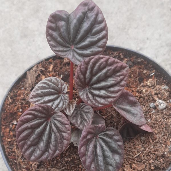 Peperomia Caperata Schumi Red