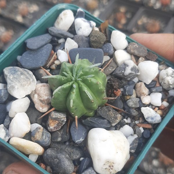 Euphorbia Meloformis