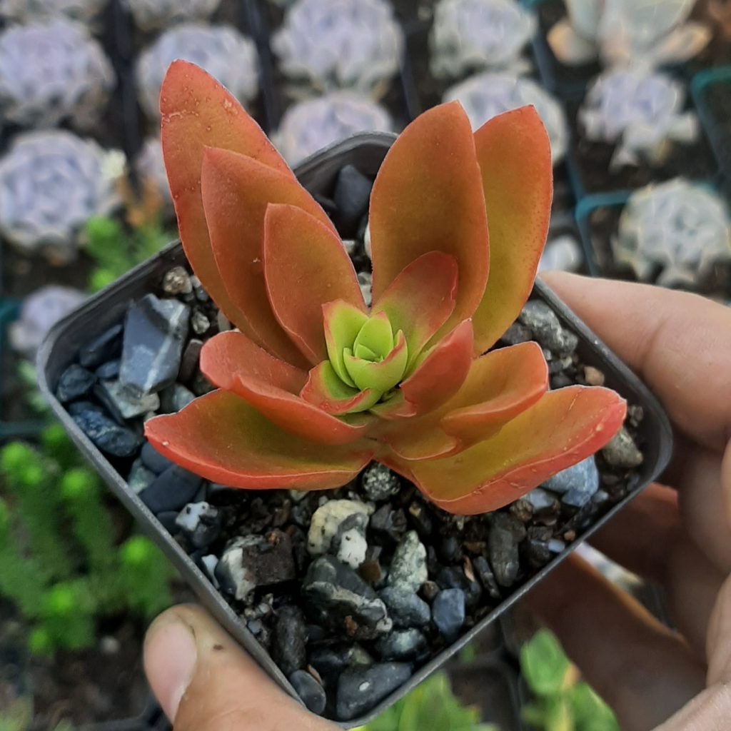Crassula Capitela Camp Fire