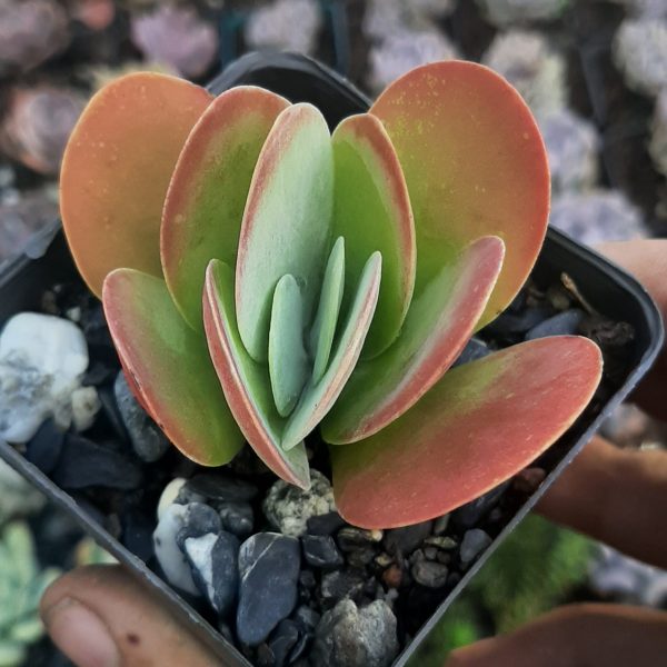 kalanchoe thyrsiflora