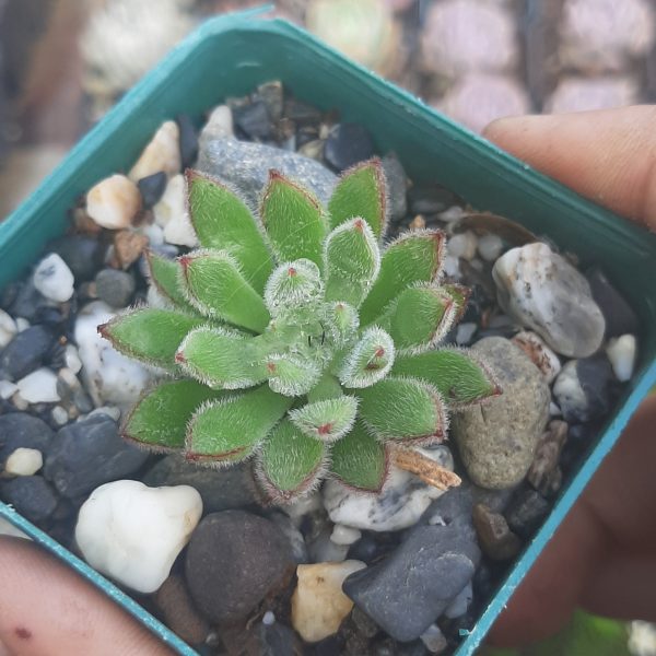 Echeveria Set Oliver