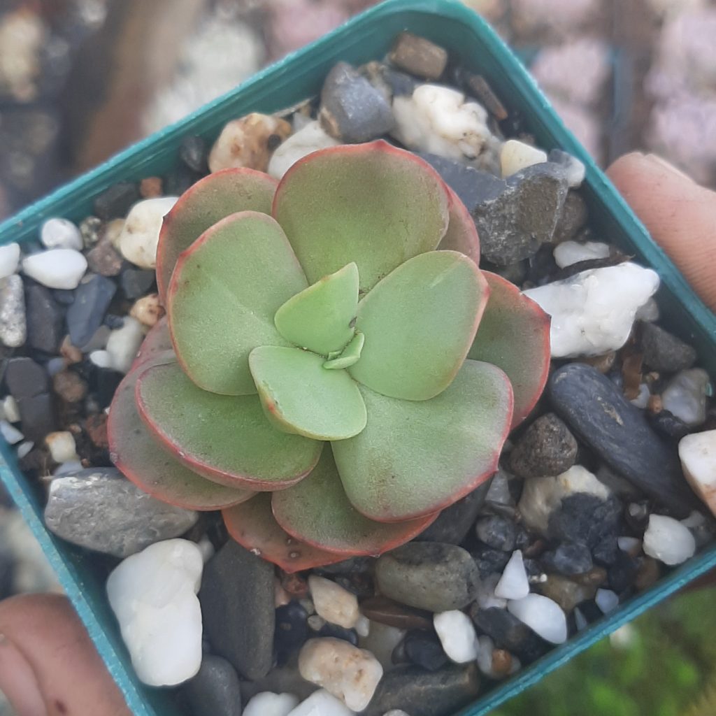 Echeveria Electric Glow