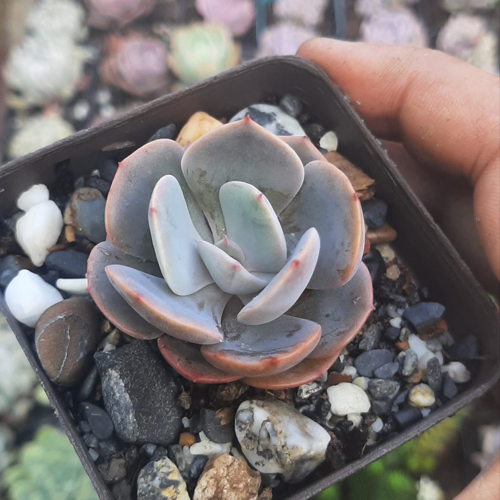 Echeveria Dusty Rose
