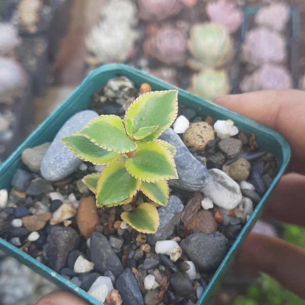 Crassula Sarmentosa variegata