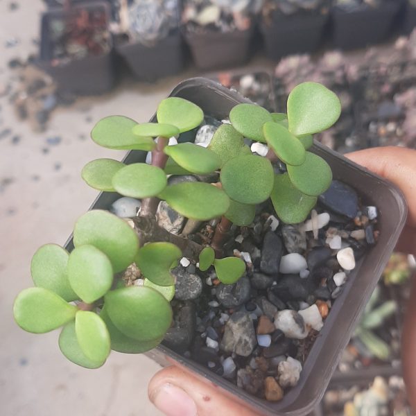 Portulacaria Afra