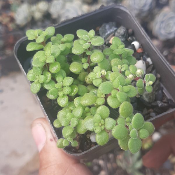 Crassula Expansa subsp. Fragilis