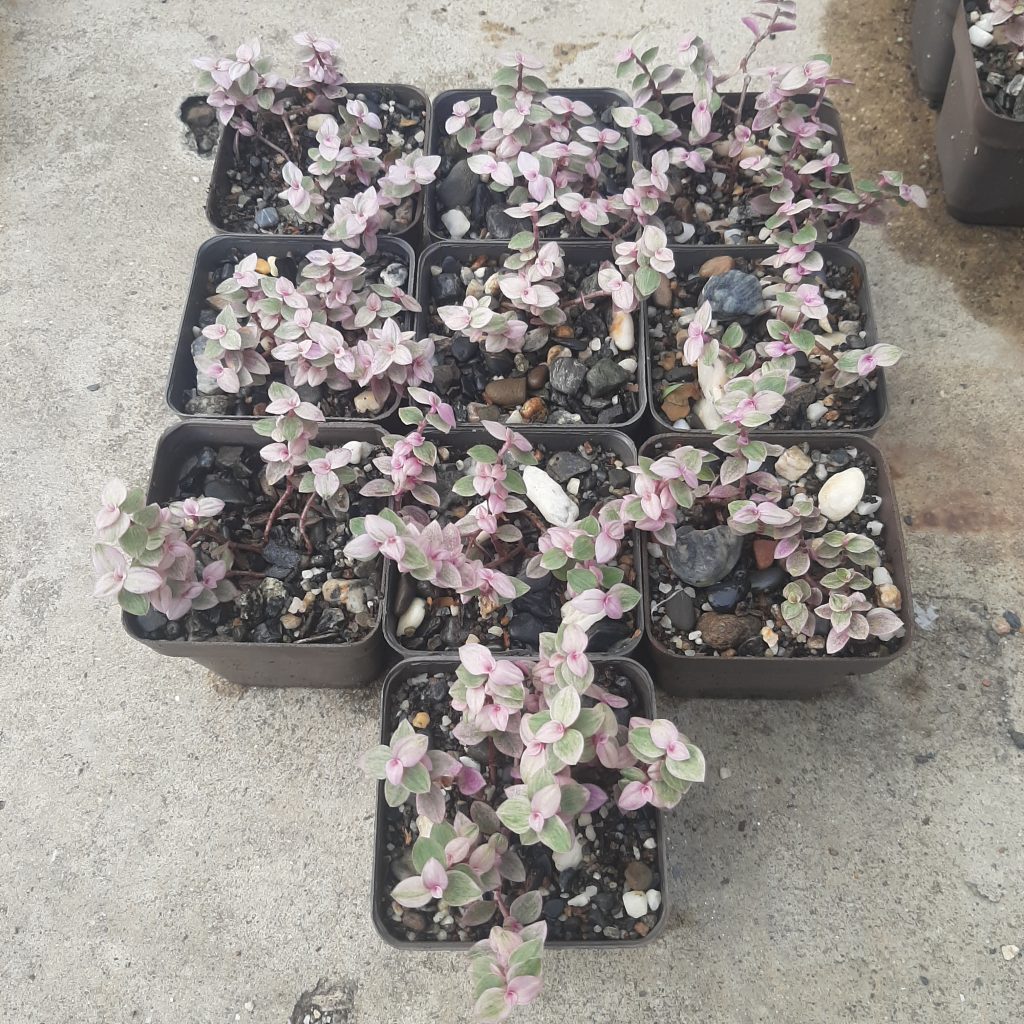 Callisia Repens Pink (10 unidades)