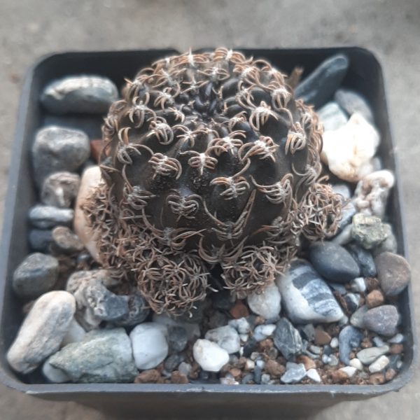 Lobivia Schieliana Unguispina