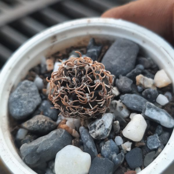 Lobivia Schieliana Unguispina