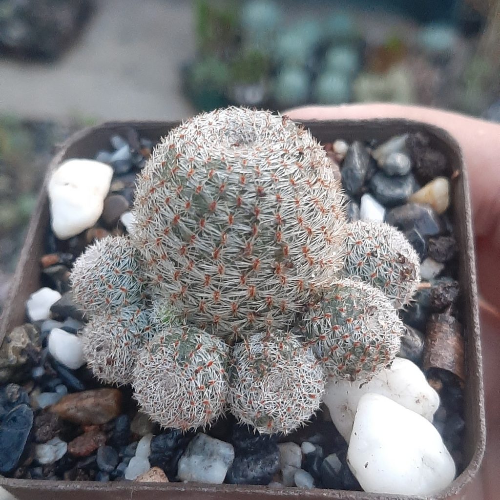 Rebutia Heliosa Sunrise