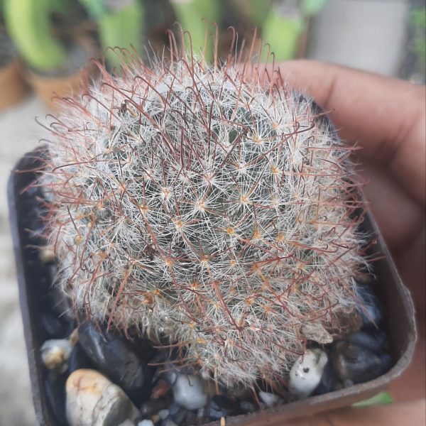 Mammillaria Bocasana