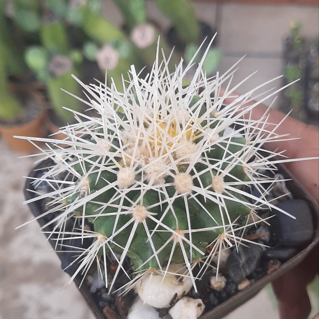 Echinocactus Grusonii Albispinus