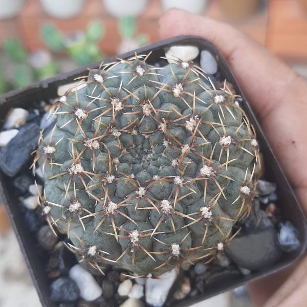 Gymnocalyciun Quehlianum