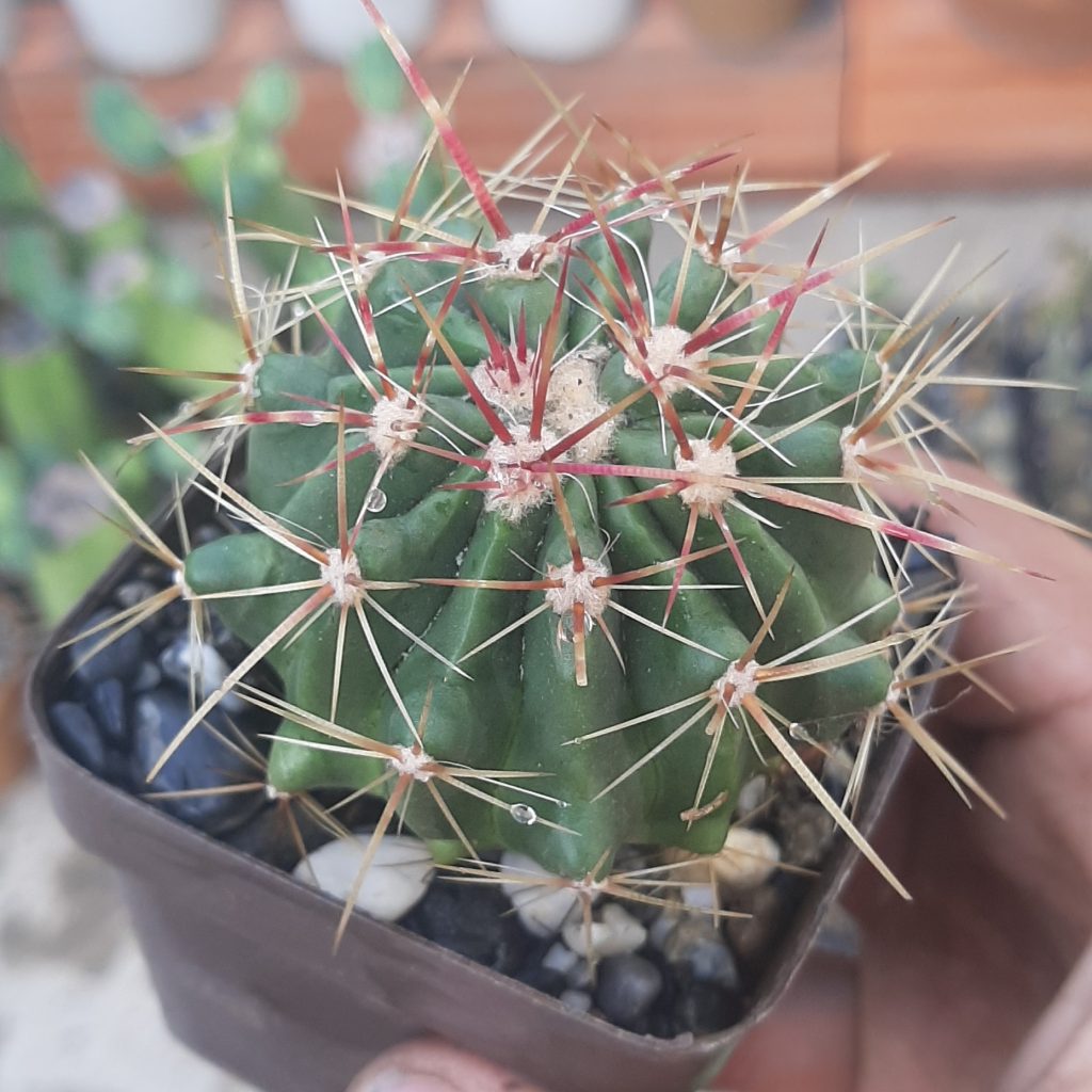 Ferocactus Stainesii var. Pilosus