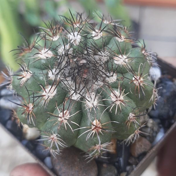 Parodia Comarapana