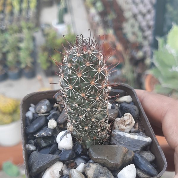 Mammillaria Sheldonii hibrido