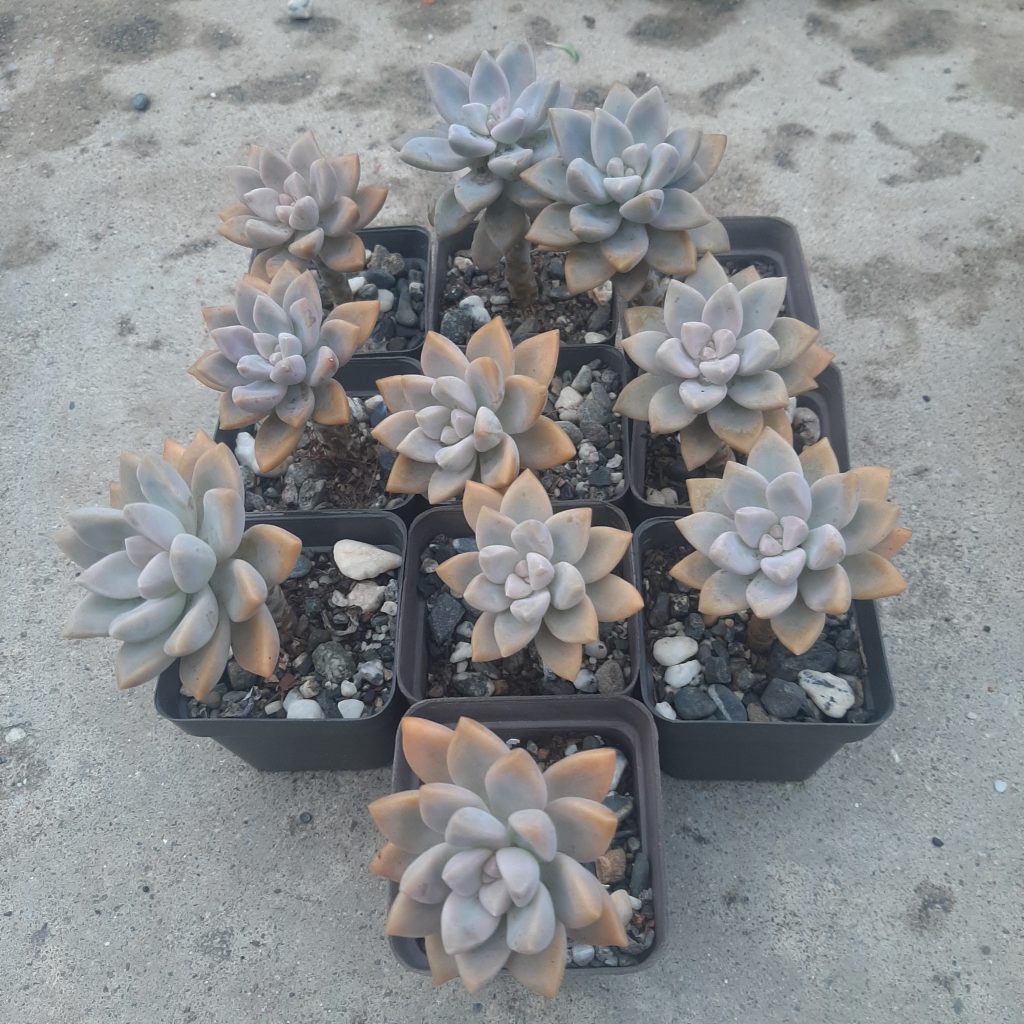Graptosedum Ghosty (10 unidades)
