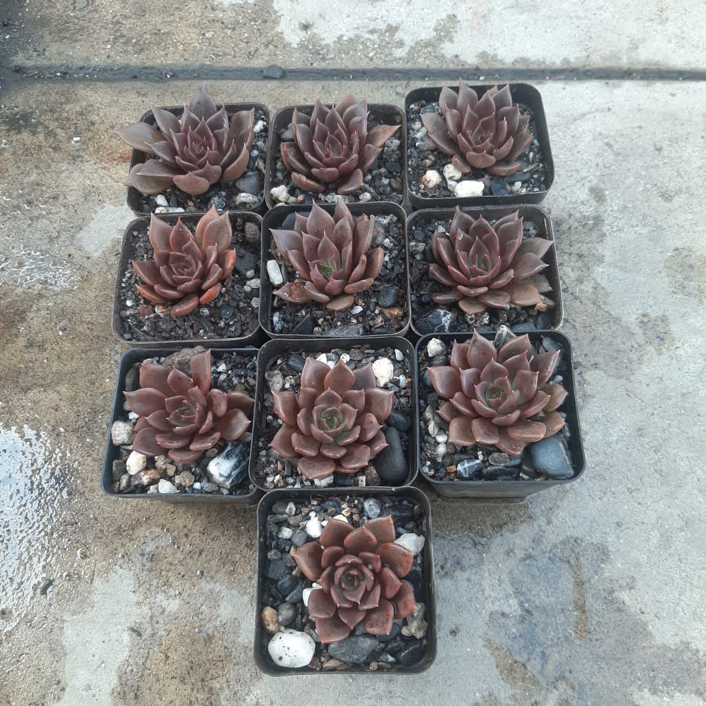 Echeveria Black Prince (10 unidades)