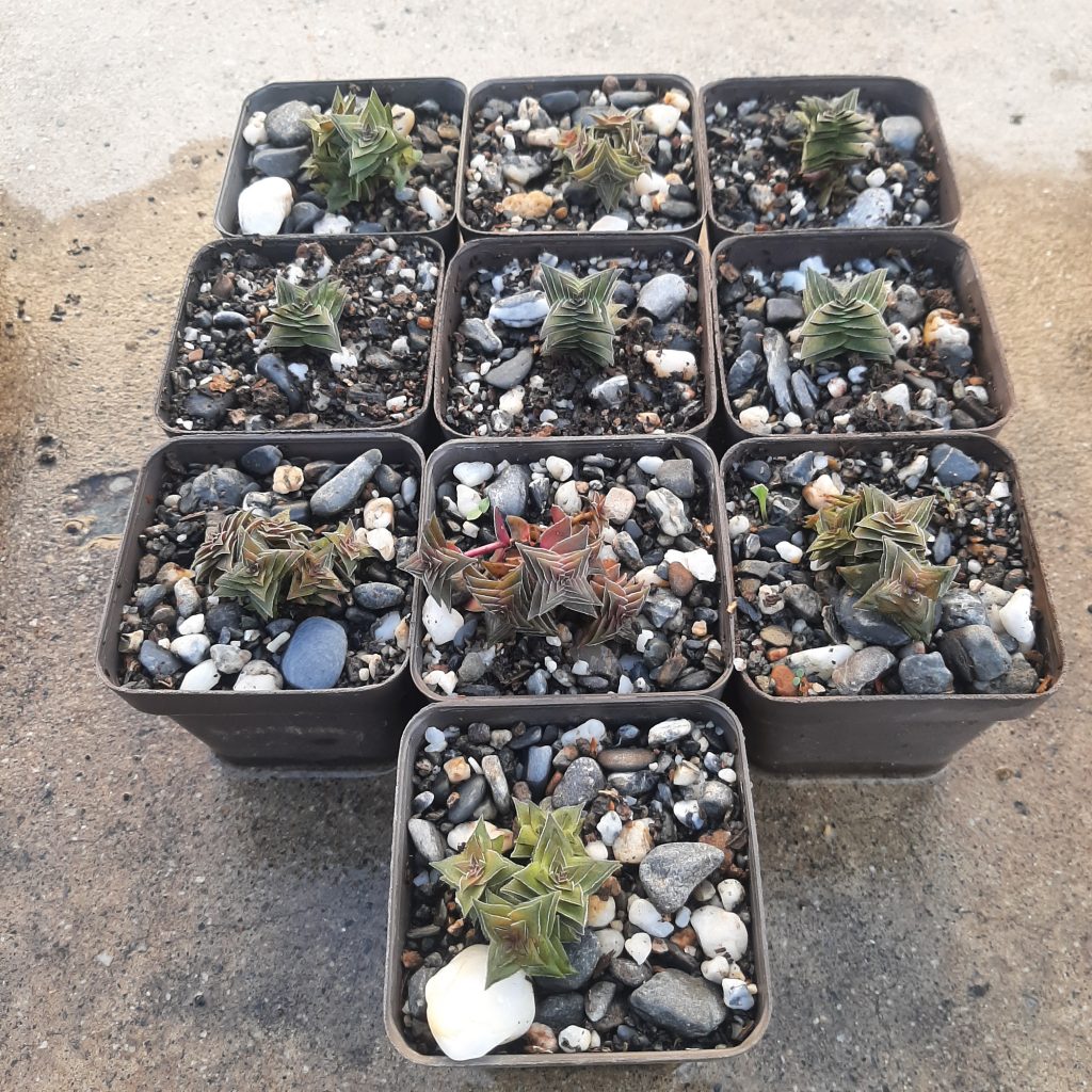 Crassula Capitella Thyrsiflora (10 unidades)