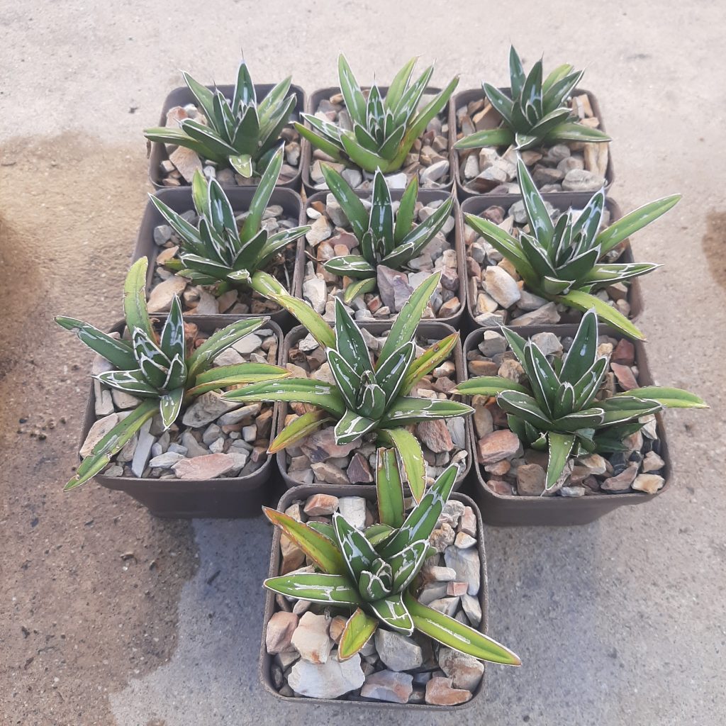 Agave Victoriae Reginae (10 unidades)