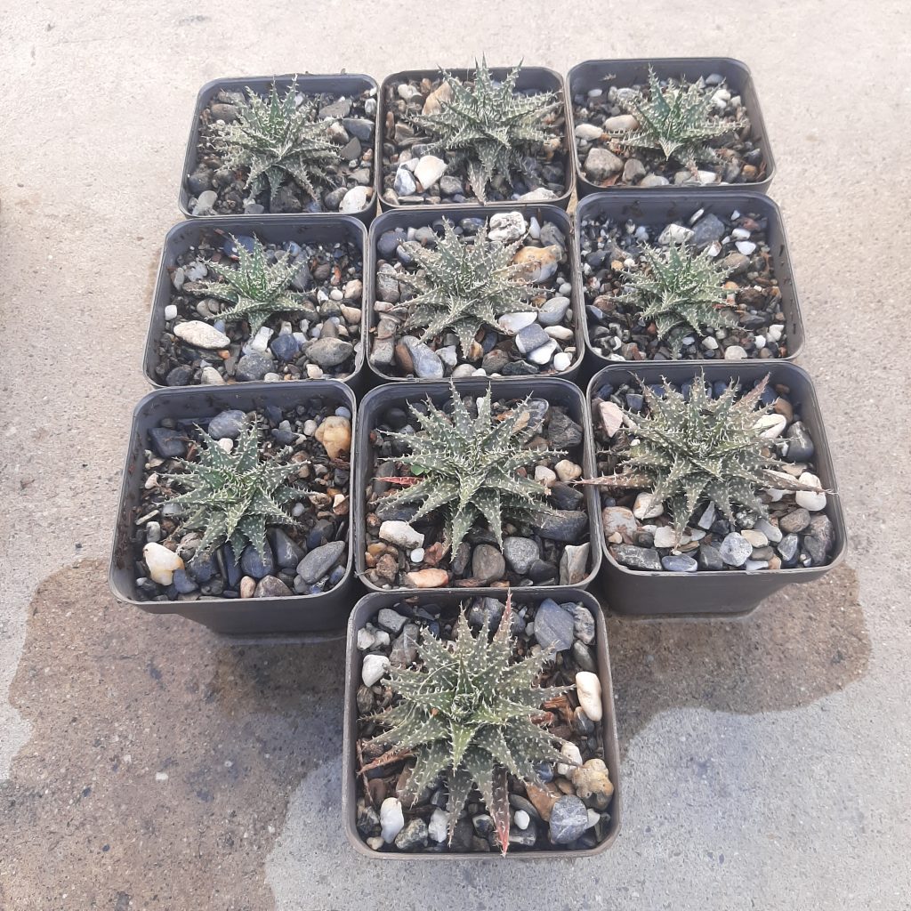 Aloe Pepe (10 unidades)