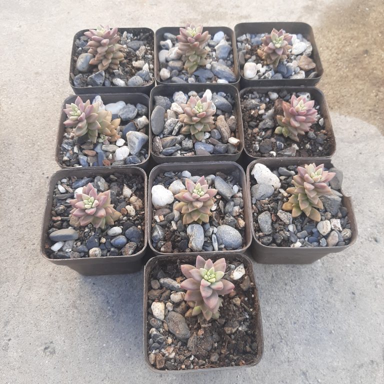 Sedeberia Pink Granite (10 unidades)