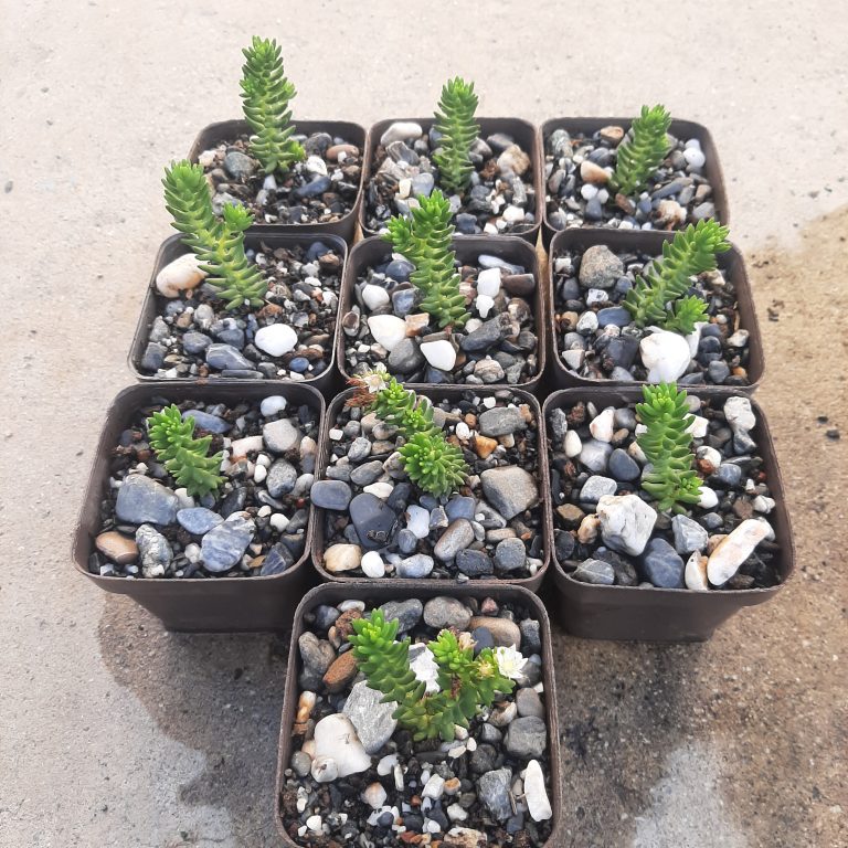 Sedum Spiral Staircase (10 unidades)