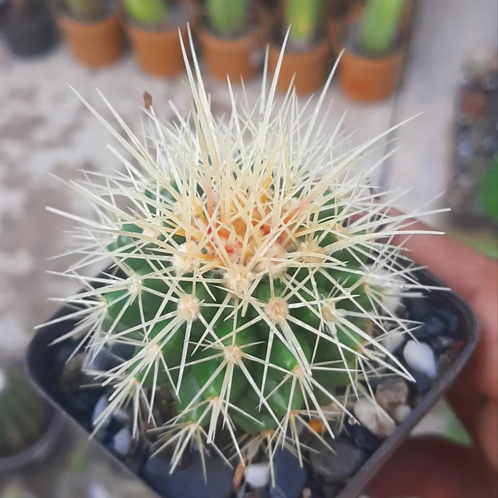 Echinocactus Grusonii