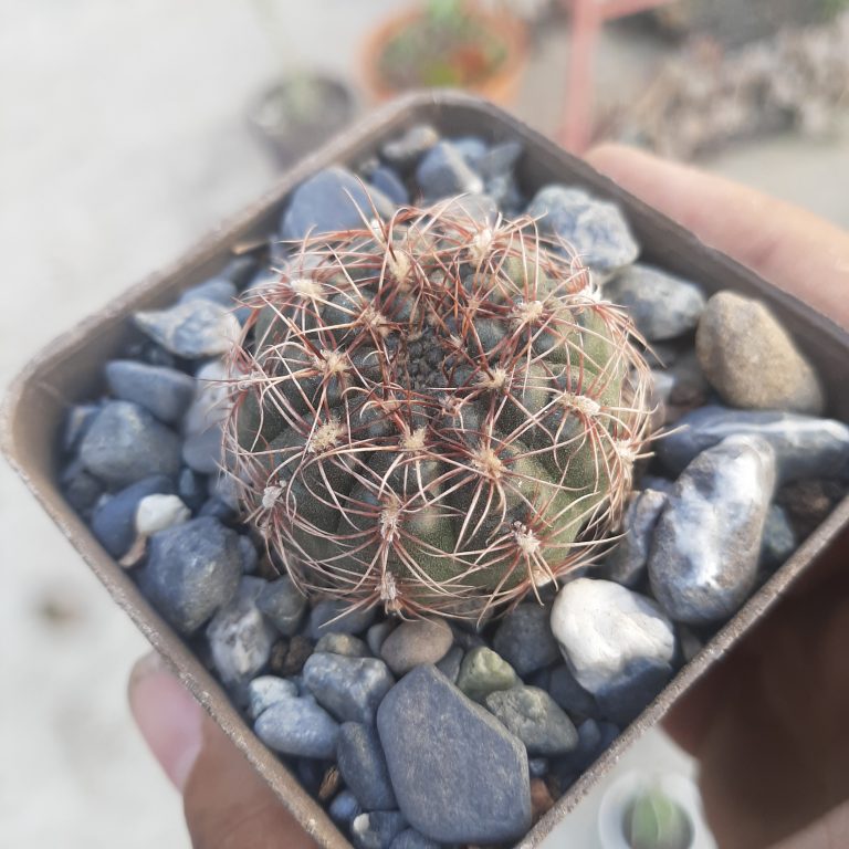 Gymnocalyciun Mesopotamicum