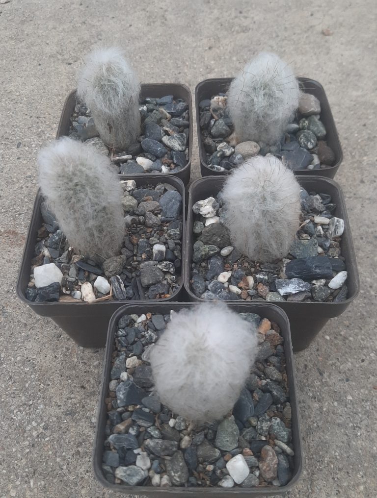 Espostoa Lanata (5 unidades)